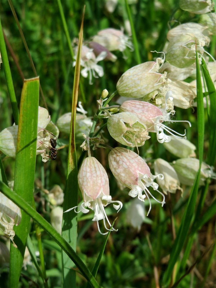 Taubenkropf-Leimkraut (Silene vulgaris) am Stadtrand von Hockenheim