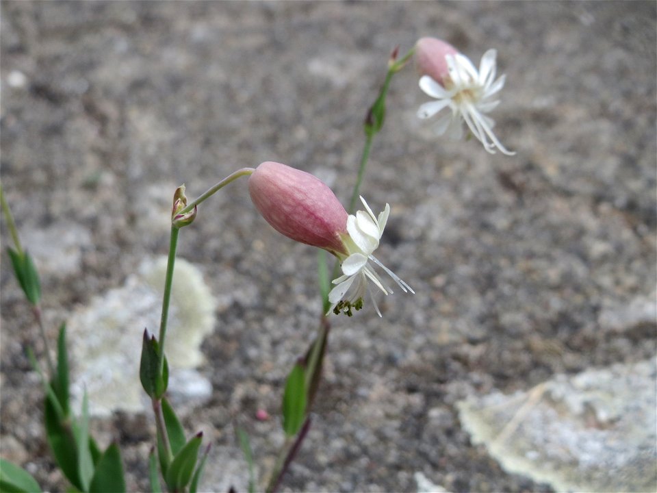 Taubenkropf-Leimkraut (Silene vulgaris) am Bahnhof Hockenheim