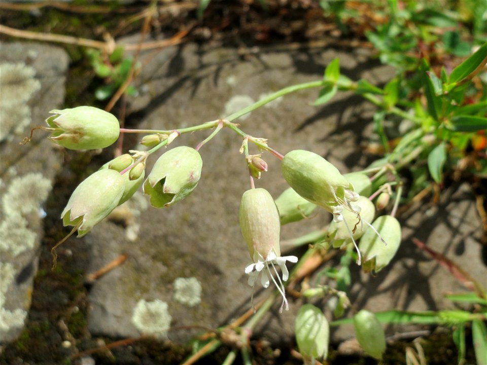 Ritzenbotanik: Taubenkropf-Leimkraut (Silene vulgaris) auf Pflasterstein im Bürgerpark Saarbrücken