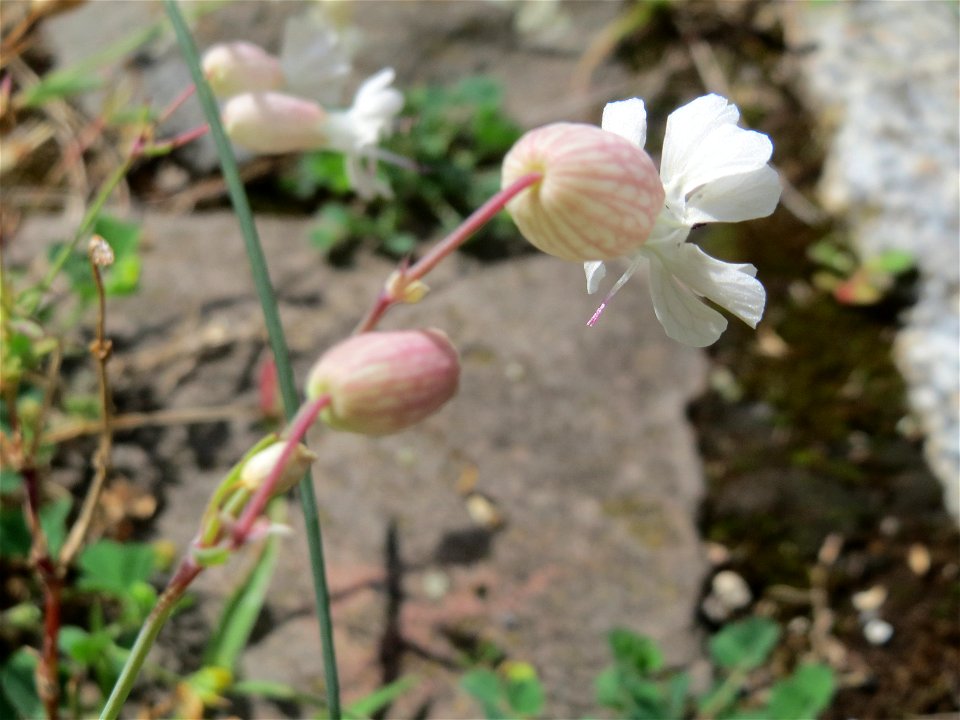 Ritzenbotanik: Taubenkropf-Leimkraut (Silene vulgaris) auf Pflasterstein im Bürgerpark Saarbrücken