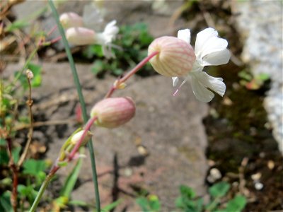 Ritzenbotanik: Taubenkropf-Leimkraut (Silene vulgaris) auf Pflasterstein im Bürgerpark Saarbrücken