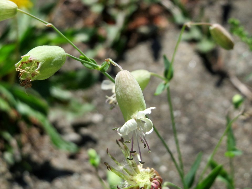Ritzenbotanik: Taubenkropf-Leimkraut (Silene vulgaris) auf Pflasterstein am Bahnhof Hockenheim
