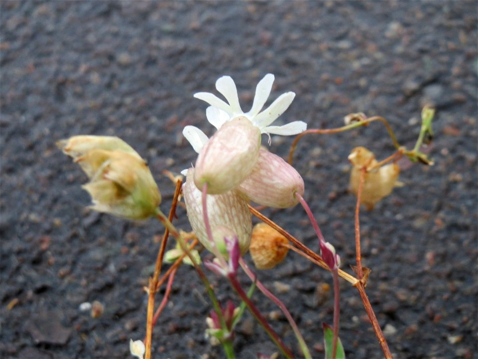 Taubenkropf-Leimkraut (Silene vulgaris) am Bahnhof Schwetzingen