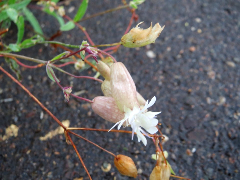 Taubenkropf-Leimkraut (Silene vulgaris) am Bahnhof Schwetzingen