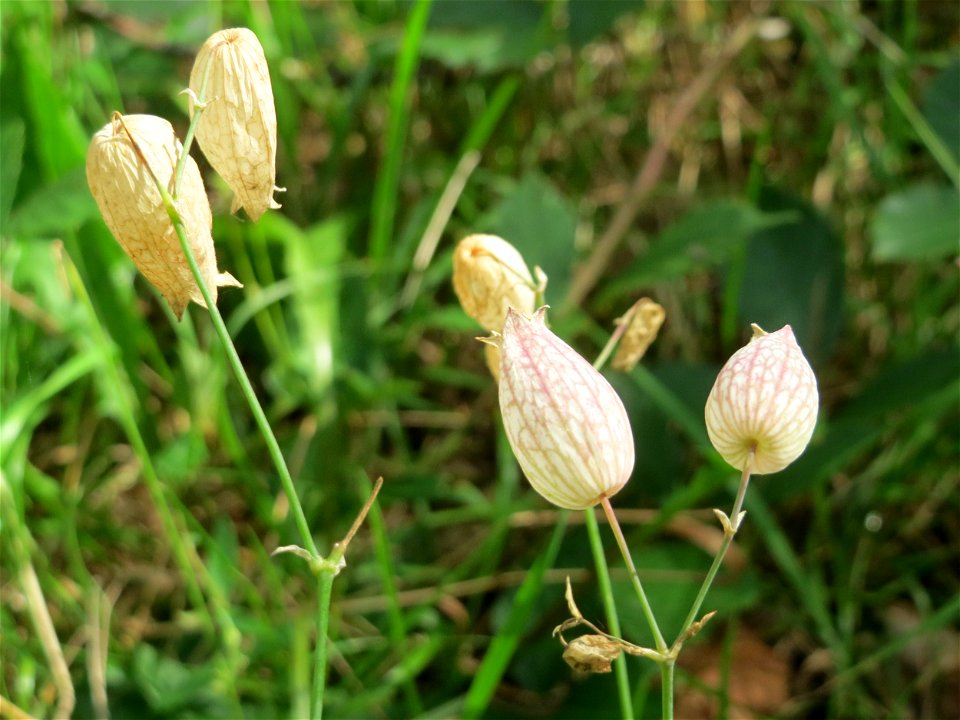 Taubenkropf-Leimkraut (Silene vulgaris) in der Schwetzinger Hardt