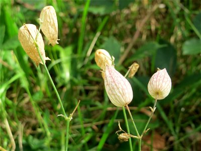 Taubenkropf-Leimkraut (Silene vulgaris) in der Schwetzinger Hardt