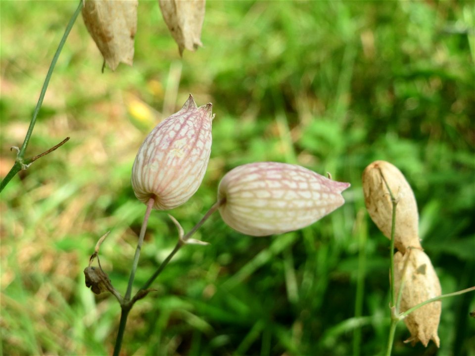 Taubenkropf-Leimkraut (Silene vulgaris) in der Schwetzinger Hardt