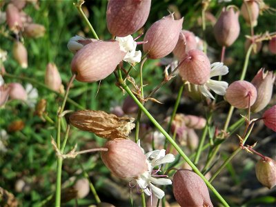 Taubenkropf-Leimkraut (Silene vulgaris) an der Rheinbahn bei Oftersheim