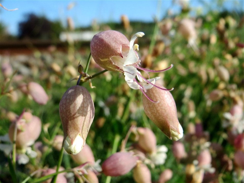 Taubenkropf-Leimkraut (Silene vulgaris) an der Rheinbahn bei Oftersheim
