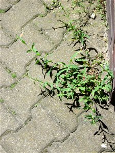 Ritzenbotanik: Taubenkropf-Leimkraut (Silene vulgaris) am Bahnhof Hockenheim
