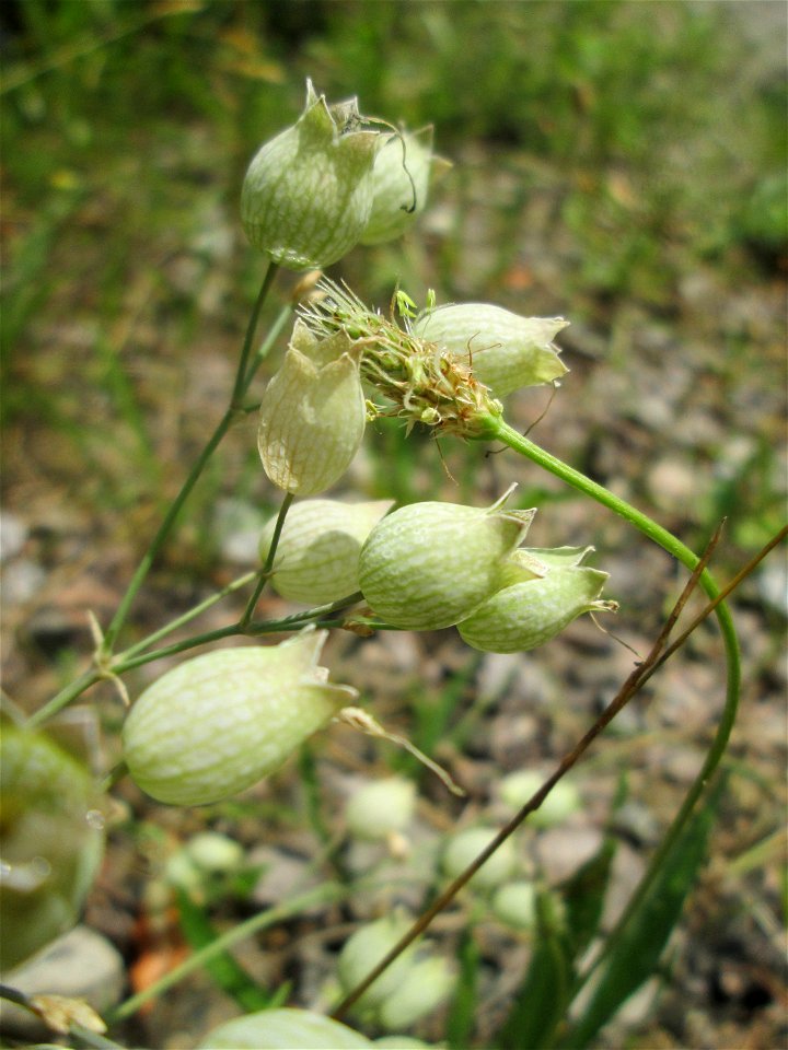 Taubenkropf-Leimkraut (Silene vulgaris) in der Schwetzinger Hardt