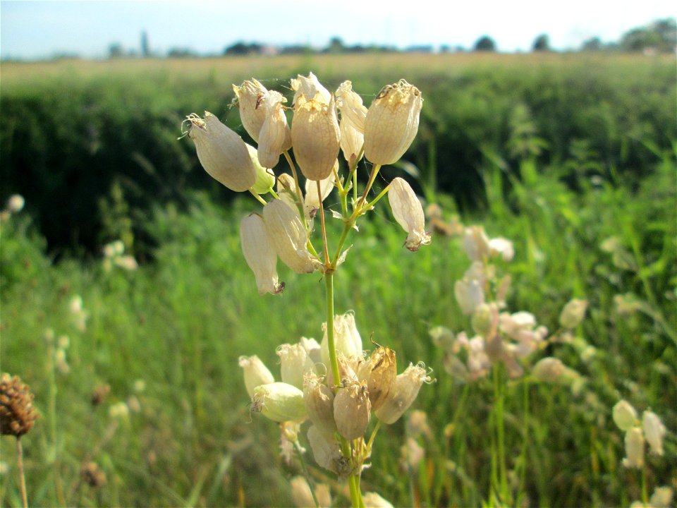 Taubenkropf-Leimkraut (Silene vulgaris) im Landschaftsschutzgebiet „Hockenheimer Rheinbogen“