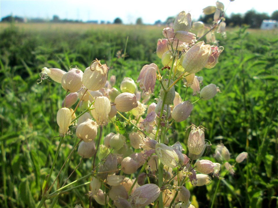 Taubenkropf-Leimkraut (Silene vulgaris) im Landschaftsschutzgebiet „Hockenheimer Rheinbogen“