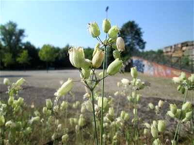 Taubenkropf-Leimkraut (Silene vulgaris) im Bürgerpark Saarbrücken