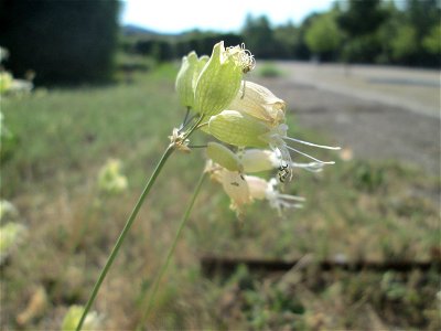 Taubenkropf-Leimkraut (Silene vulgaris) im Bürgerpark Saarbrücken