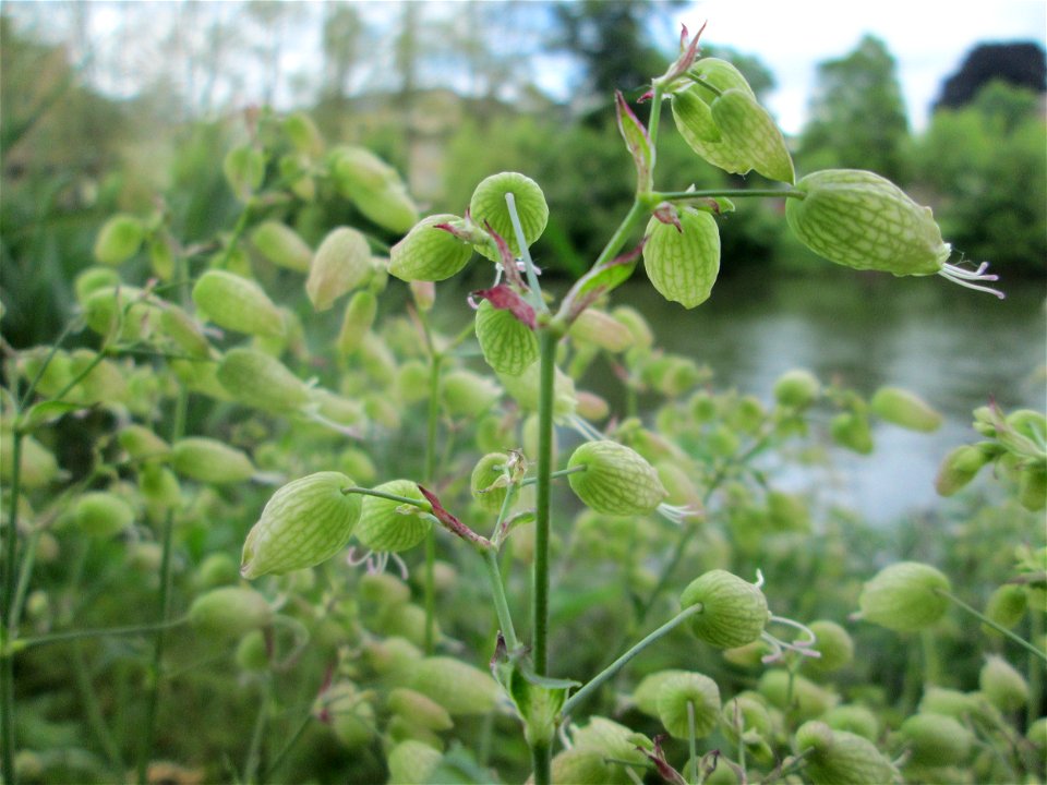 Taubenkropf-Leimkraut (Silene vulgaris) an der Saar in Sankt Arnual