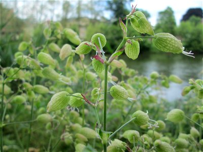 Taubenkropf-Leimkraut (Silene vulgaris) an der Saar in Sankt Arnual