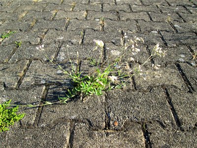 Taubenkropf-Leimkraut (Silene vulgaris) am Bahnhof Hockenheim