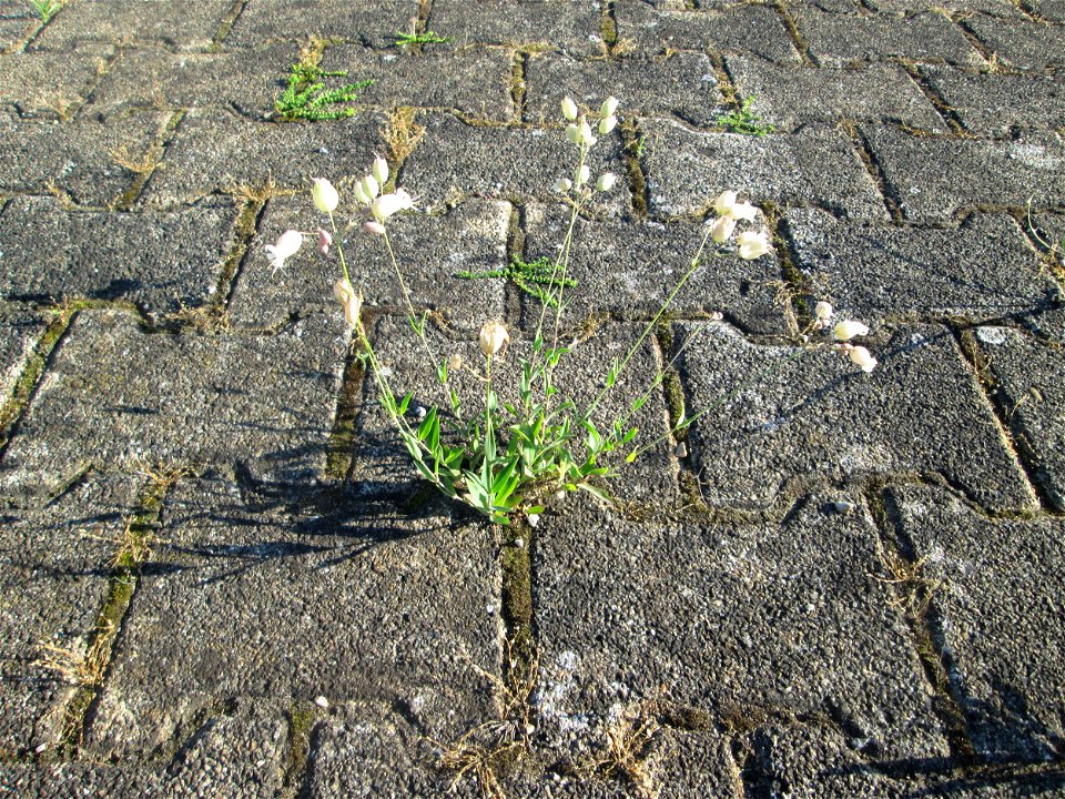 Taubenkropf-Leimkraut (Silene vulgaris) am Bahnhof Hockenheim
