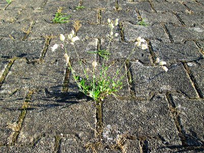 Taubenkropf-Leimkraut (Silene vulgaris) am Bahnhof Hockenheim