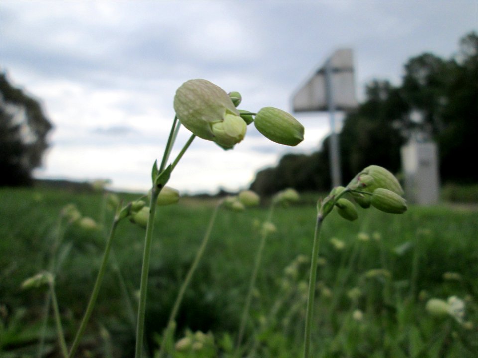 Taubenkropf-Leimkraut (Silene vulgaris) an der Schleuse N° 30 bei Grosbliederstroff