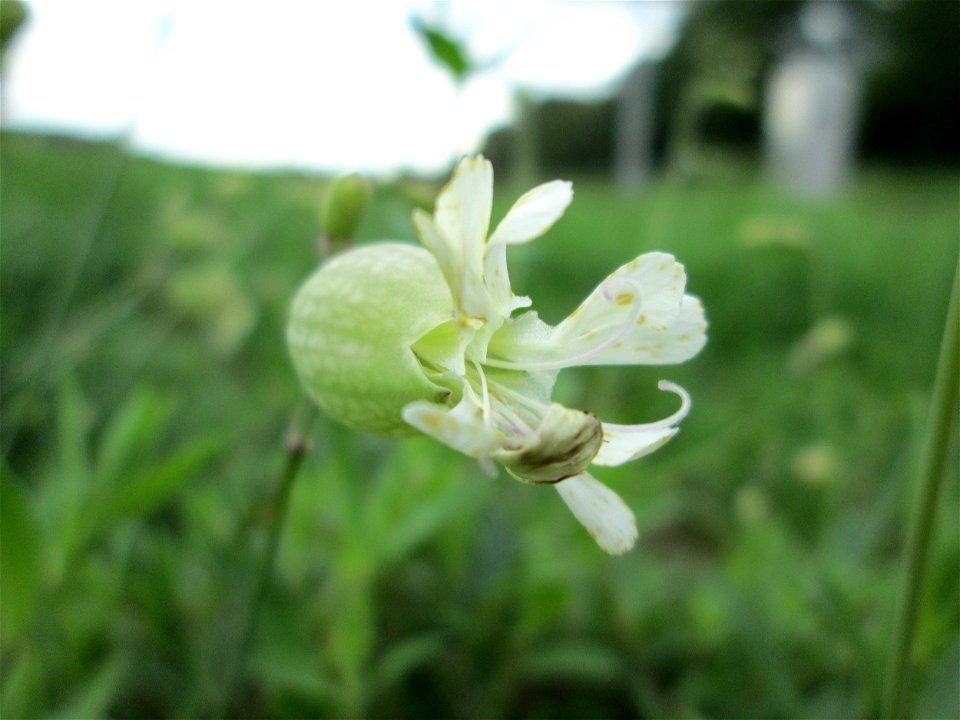 Taubenkropf-Leimkraut (Silene vulgaris) an der Schleuse N° 30 bei Grosbliederstroff