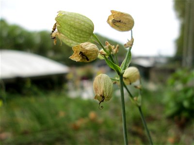 Taubenkropf-Leimkraut (Silene vulgaris) am Saarufer im Bürgerpark Saarbrücken