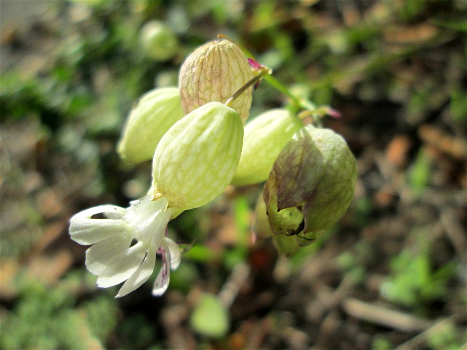 Taubenkropf-Leimkraut (Silene vulgaris) an der Saar in Malstatt