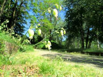 Taubenkropf-Leimkraut (Silene vulgaris) im Bürgerpark Saarbrücken