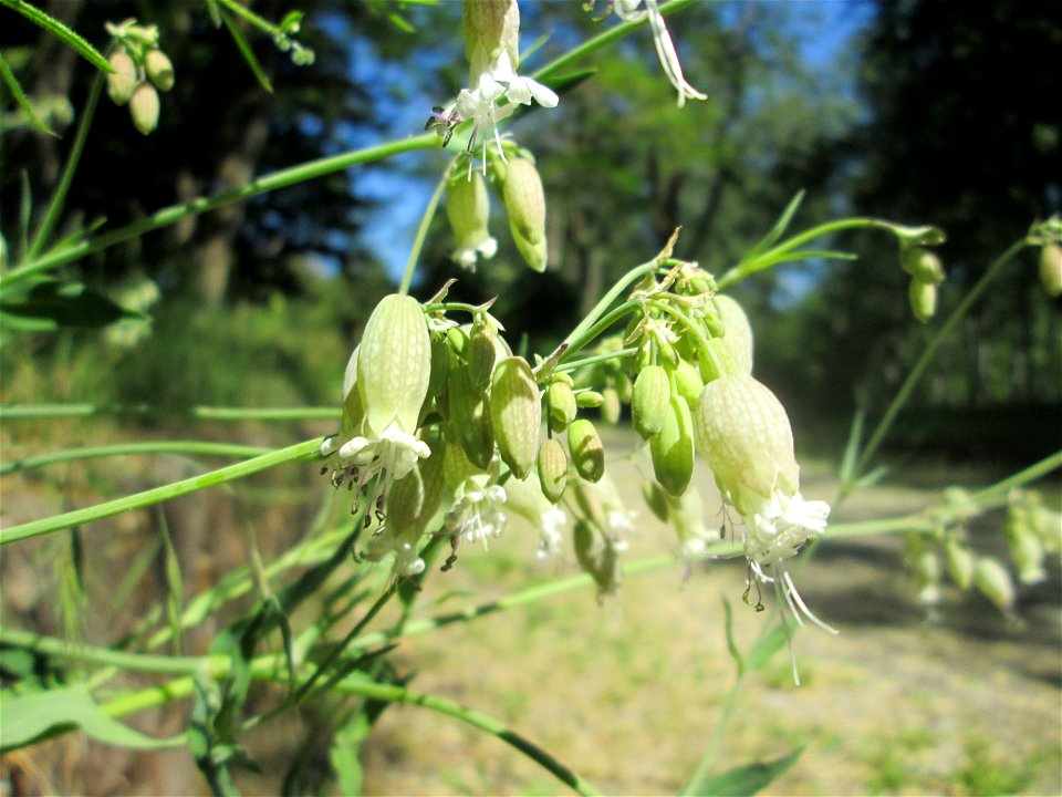 Taubenkropf-Leimkraut (Silene vulgaris) im Bürgerpark Saarbrücken