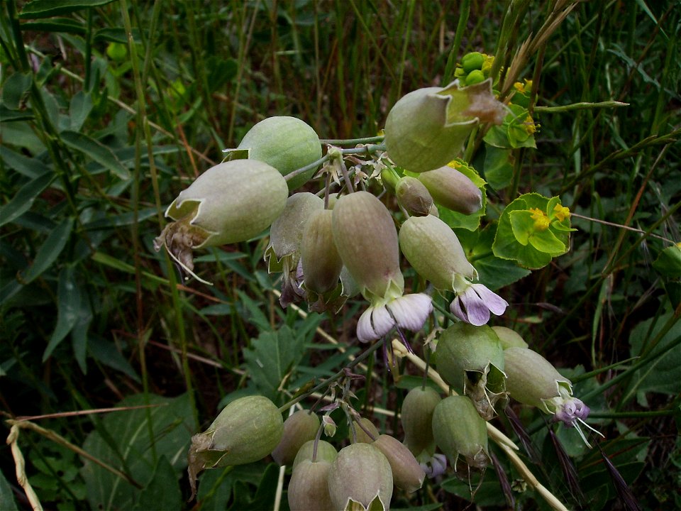 Silene vulgaris - an edible leaves plant. Castelltallat Catalonia