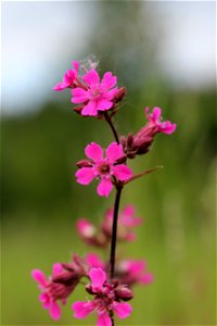 Sticky catchfly. Ukraine.