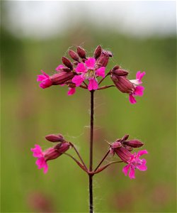 Sticky catchfly. Ukraine.