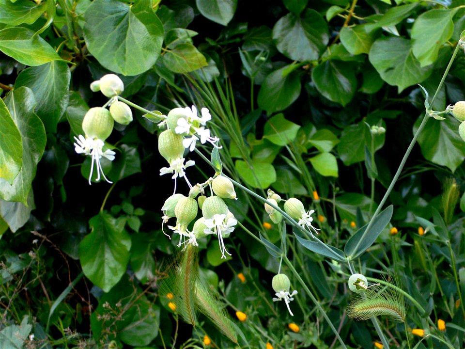 Silene vulgaris (colleja) en el Parque Natural de la Sierra de la Muela en Cartagena, Spain