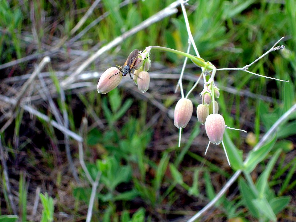 Silene vulgaris flowers closeup, Campo de Calatrava, Spain
