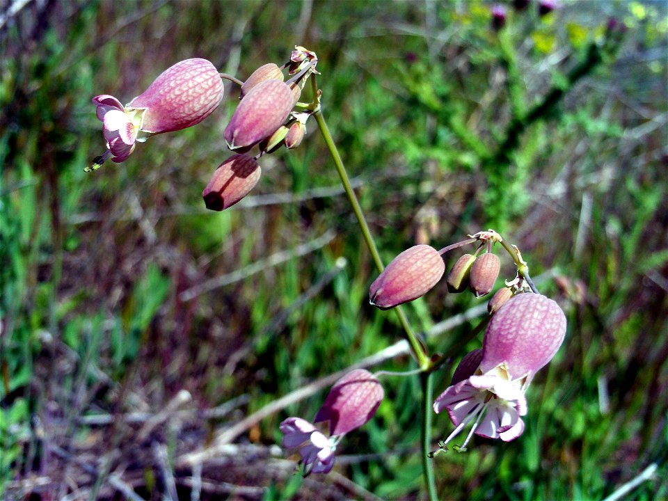 Silene vulgaris flowers close up, Dehesa Boyal de Puertollano, Spain