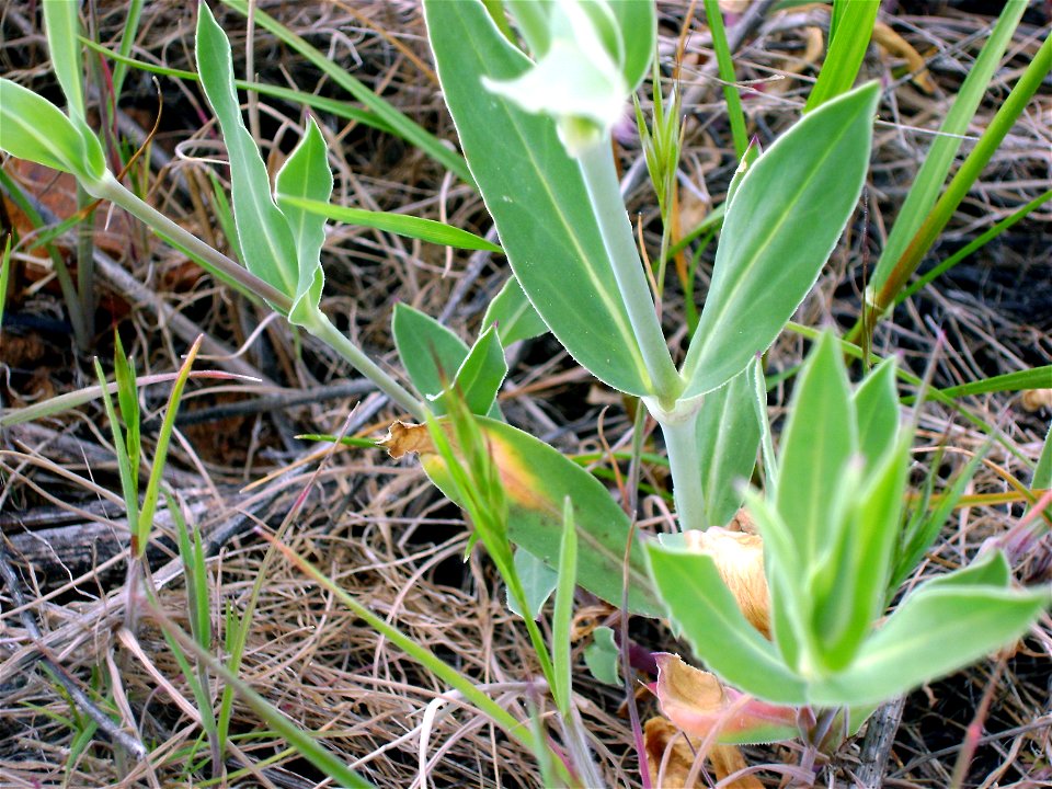 Silene vulgaris stem and leaves, Campo de Calatrava, Spain