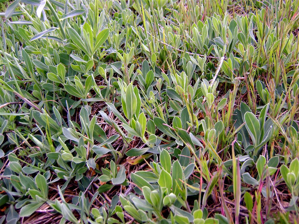 Silene vulgaris Habitus, Campo de Calatrava, Spain