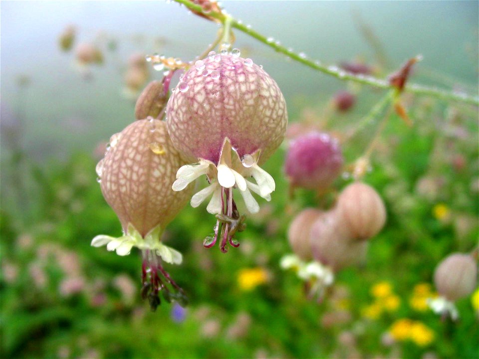 Photo taken by Pankaj Batra, New Delhi India on his trip to Valley of flowers.
The beauty of this photo is that a rain drop just fell on the Silene-flower you can see small droplets rolling off as a r
