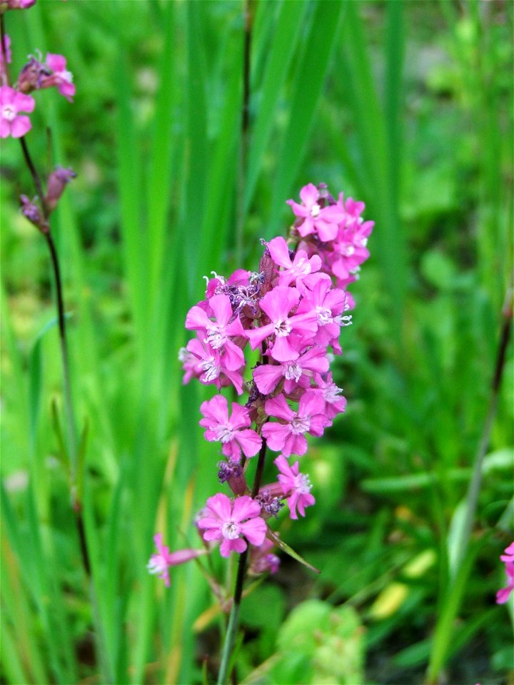 Viscaria vulgaris