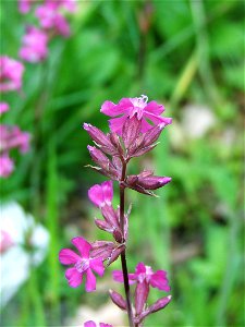 Viscaria vulgaris