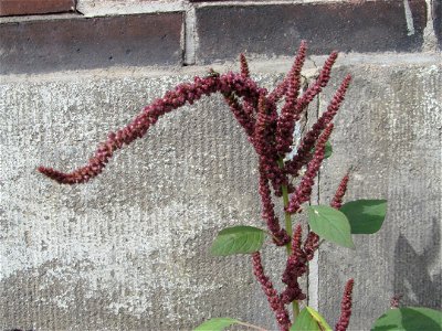 Purple amaranth (Amaranthus hypochondriacus) blooming from sidewalk cracks on the South Side, Pittsburgh photo