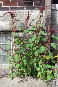 Purple amaranth (Amaranthus hypochondriacus) blooming from sidewalk cracks on the South Side, Pittsburgh