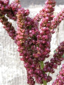 Purple amaranth (Amaranthus hypochondriacus) blooming from sidewalk cracks on the South Side, Pittsburgh photo