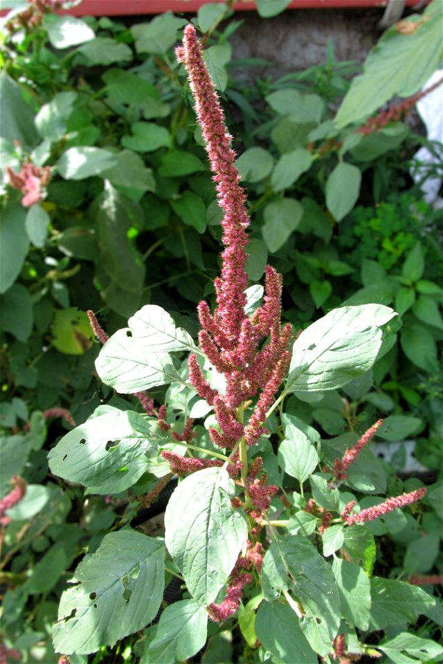Purple amaranth (Amaranthus hypochondriacus) blooming from sidewalk cracks on the South Side, Pittsburgh