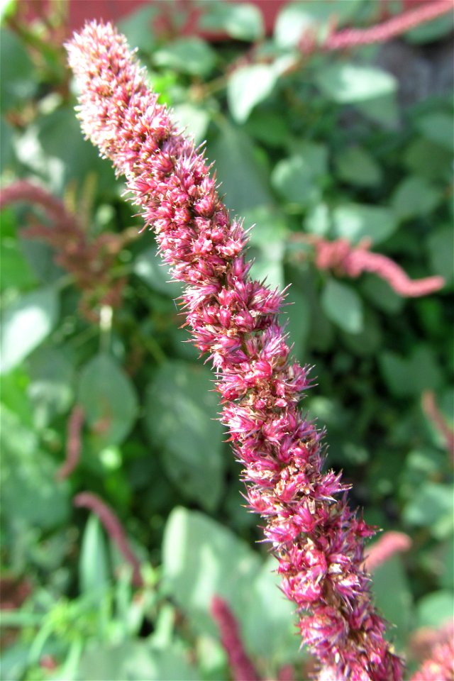 Purple amaranth (Amaranthus hypochondriacus) blooming from sidewalk cracks on the South Side, Pittsburgh