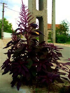 Amaranthus hypochondriacus at a roadside (in hu:Orgovány) photo