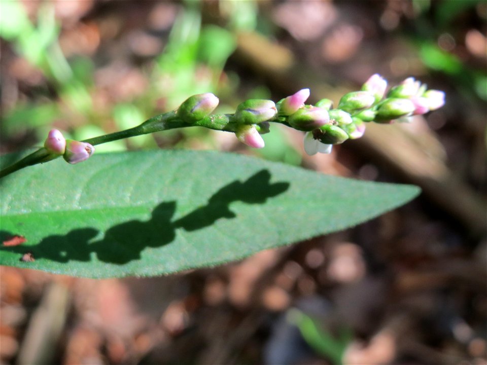 Wasserpfeffer (Persicaria hydropiper) in der Schwetzinger Hardt
