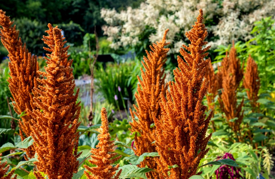 Amaranthus hypochondriacus L, Jardin botanique Roger-Van den Hende, is a 6-hectare botanical garden managed by Laval University in Quebec, Canada.
