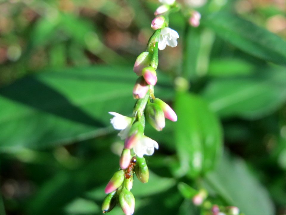 Wasserpfeffer (Persicaria hydropiper) in der Schwetzinger Hardt